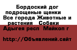 Бордоский дог подрощеные щенки.  - Все города Животные и растения » Собаки   . Адыгея респ.,Майкоп г.